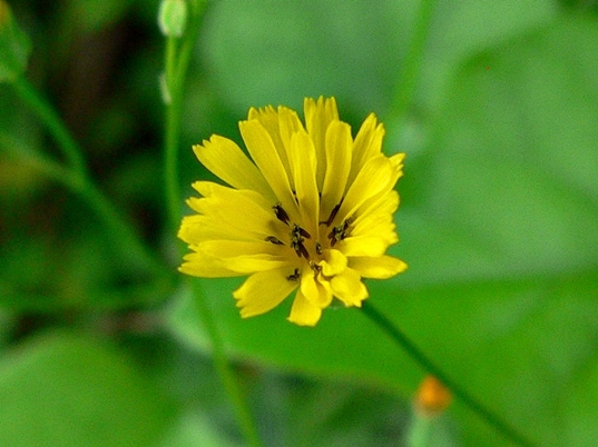 {Crepis pulchra}